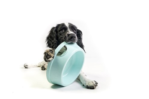 Pet Friendly Pet Friendly